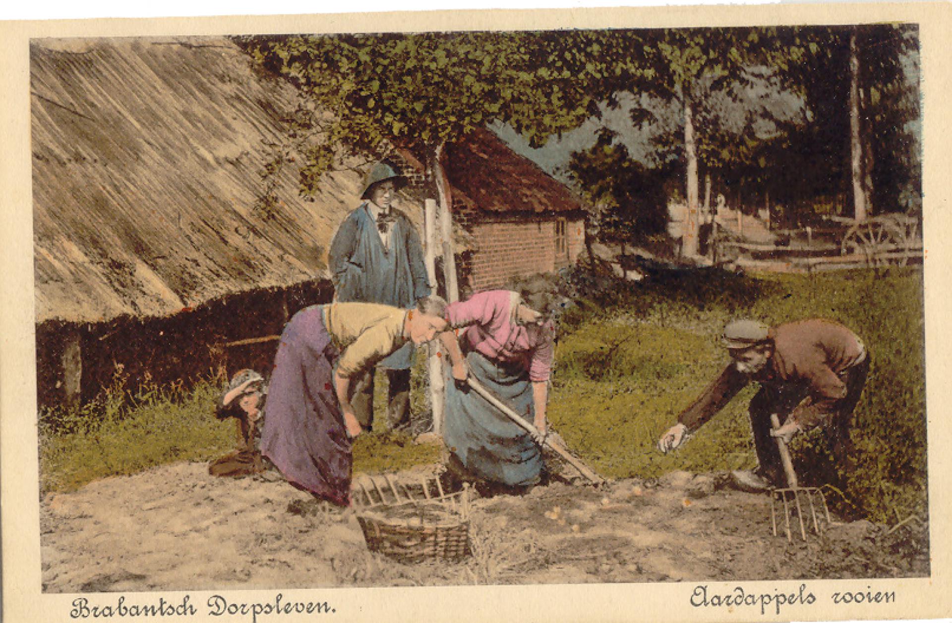 Aardappels rooien