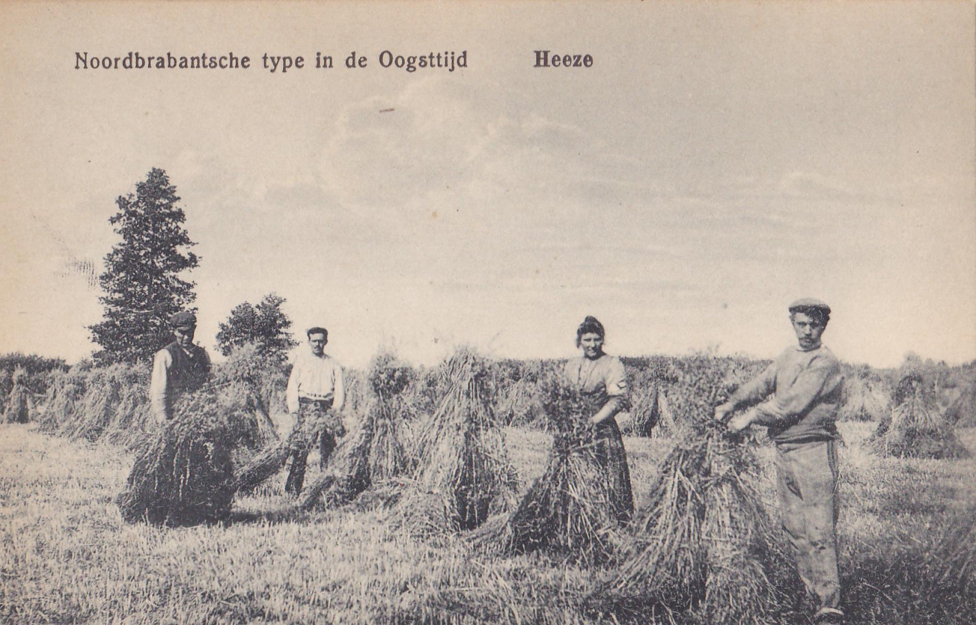 Noordbrabantsch type in de oogsttijd