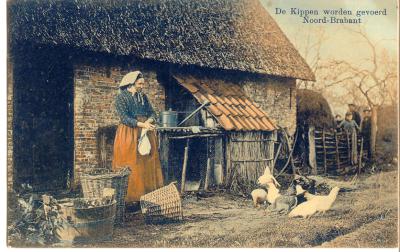 De kippen worden gevoerd