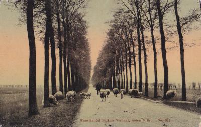 Herder met zijn schapen